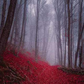 Foggy iPhone wallpaper