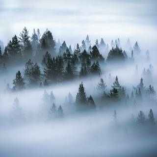 Foggy winter forest wallpaper