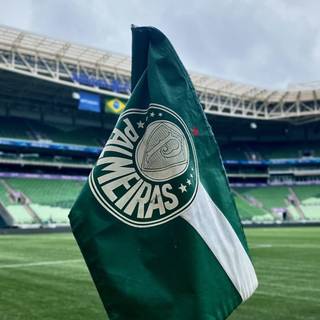 Palmeiras iPhone wallpaper