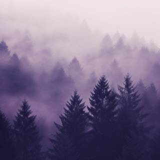 Foggy iPhone wallpaper