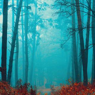 Foggy iPhone wallpaper