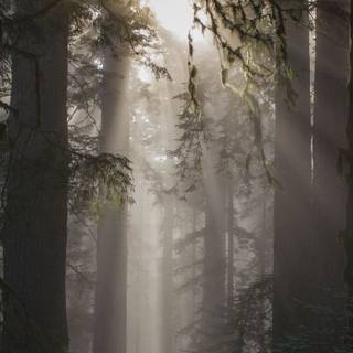 Foggy iPhone wallpaper