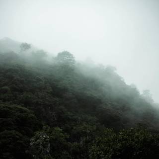 Foggy iPhone wallpaper