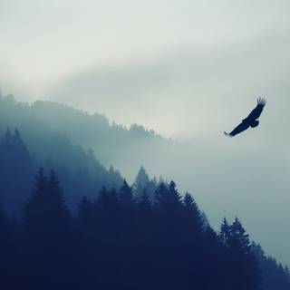 Foggy iPhone wallpaper