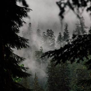 Foggy iPhone wallpaper