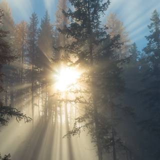 Foggy iPhone wallpaper