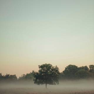 Foggy iPhone wallpaper