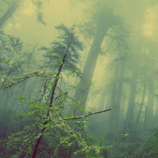 Foggy iPhone wallpaper