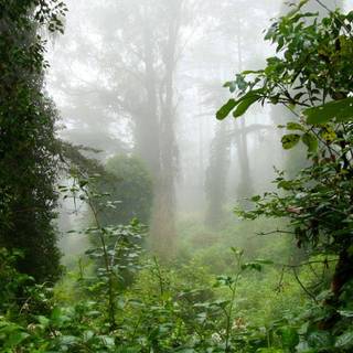 Nature aesthetic iPhone wallpaper