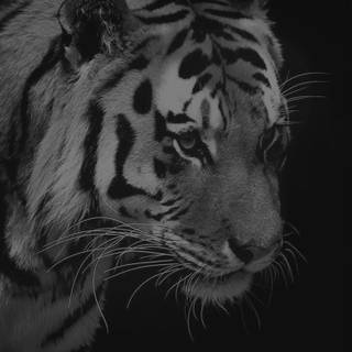 Dark black phone wallpaper