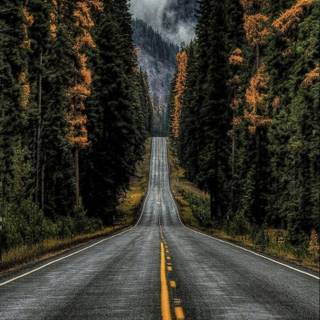 Nature aesthetic iPhone wallpaper