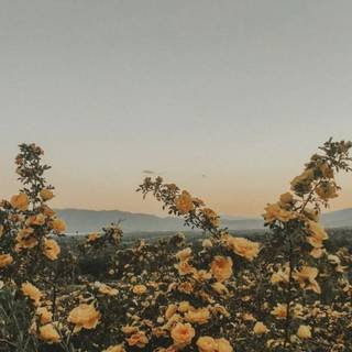 Nature aesthetic iPhone wallpaper