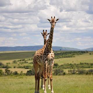 Giraffe iPhone wallpaper