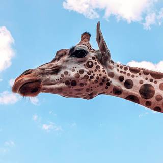 Giraffe iPhone wallpaper