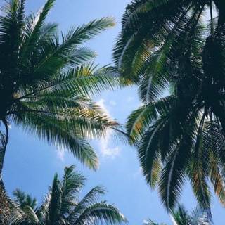 Nature aesthetic iPhone wallpaper