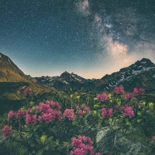 Nature aesthetic iPhone wallpaper