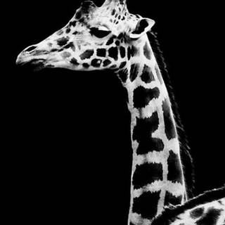 Giraffe iPhone wallpaper