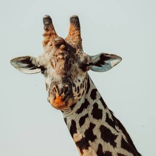 Giraffe iPhone wallpaper
