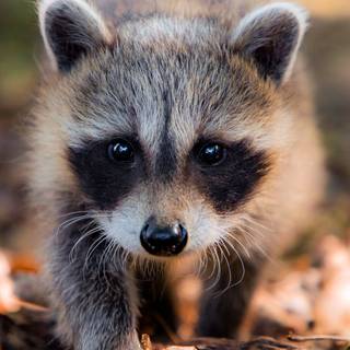 Raccoon phone wallpaper