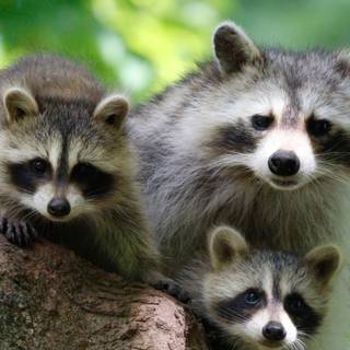 Raccoon phone wallpaper