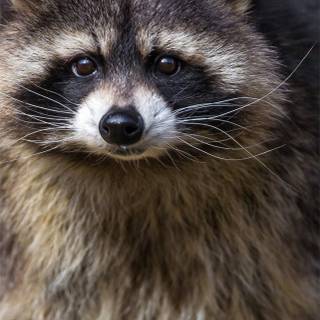 Raccoon phone wallpaper