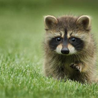 Baby raccoon wallpaper