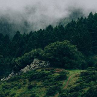 Green forest iPhone wallpaper