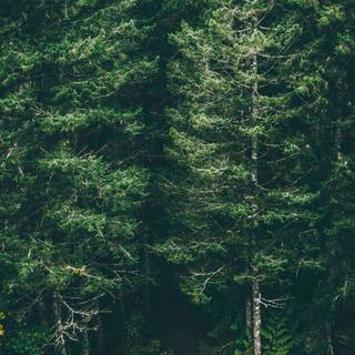 Green forest iPhone wallpaper