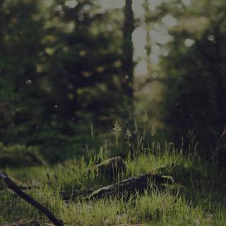 Green forest iPhone wallpaper