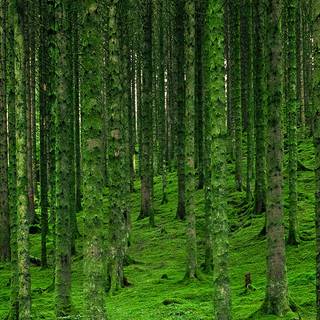 Green forest iPhone wallpaper