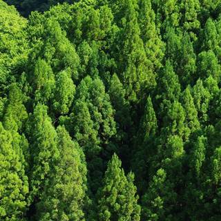 Green forest iPhone wallpaper