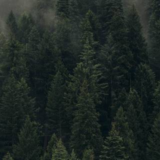 Green forest iPhone wallpaper