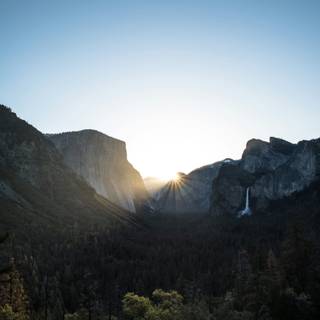 Green forest iPhone wallpaper