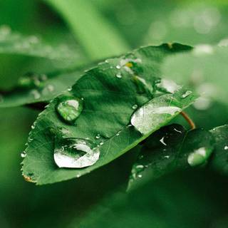 Green forest iPhone wallpaper