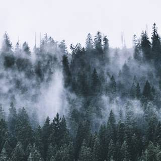 Green forest iPhone wallpaper