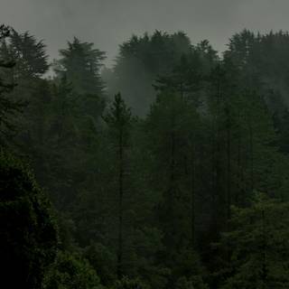 Green forest iPhone wallpaper