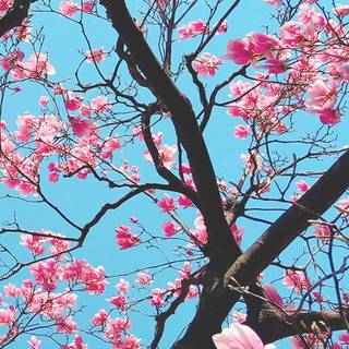 Blossom tree iPhone wallpaper