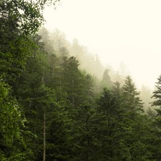 Green forest iPhone wallpaper