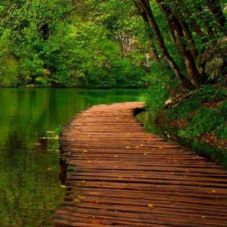 Green forest iPhone wallpaper