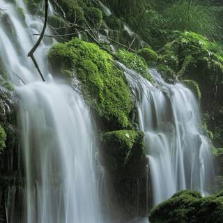 Green forest iPhone wallpaper