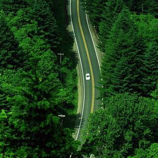 Green forest iPhone wallpaper