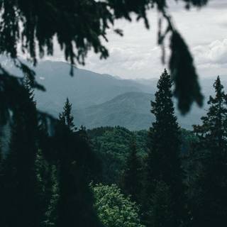 Green forest iPhone wallpaper