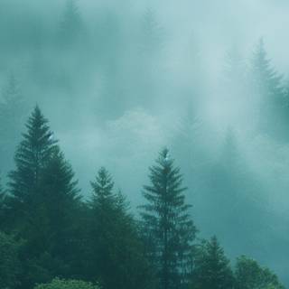 Green forest iPhone wallpaper