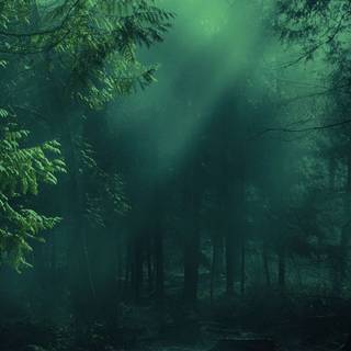 Green forest iPhone wallpaper