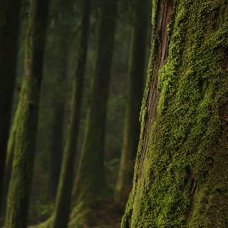 Green forest iPhone wallpaper
