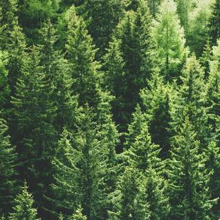 Green forest iPhone wallpaper