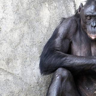 Sad monkey wallpaper