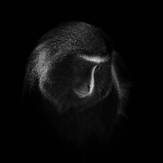 Sad monkey wallpaper