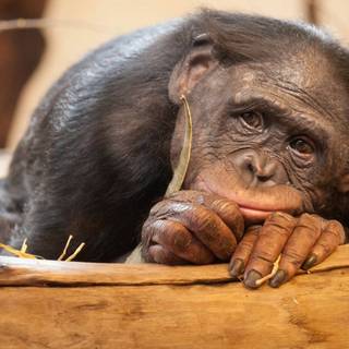 Sad monkey wallpaper