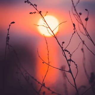 Evening time wallpaper